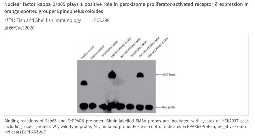 emsa����Ǩ��