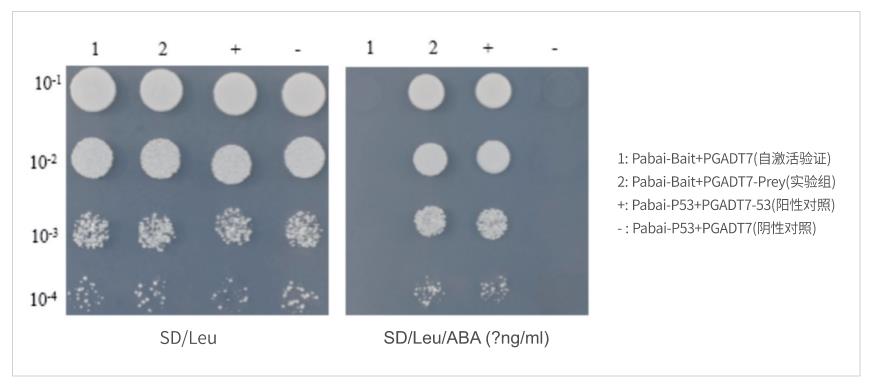 ��ĸ����