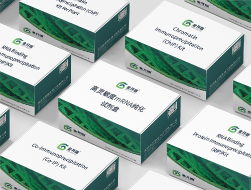 һ������Ч��ת¼�Լ���