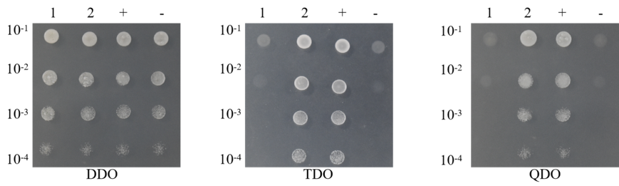 �˽�ĸ˫�ӽ���Ե��Լ���